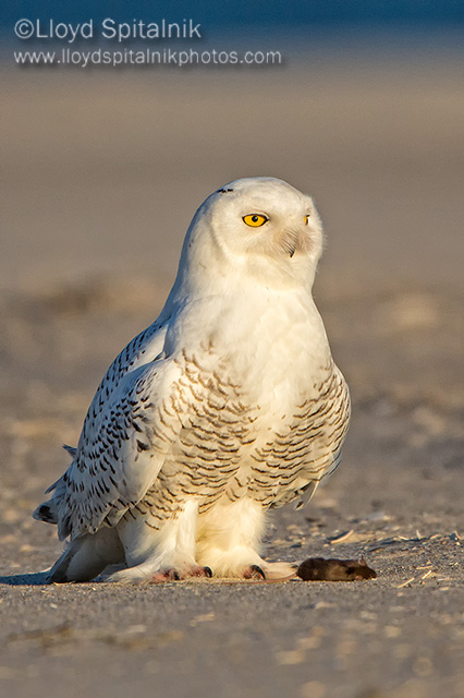 Snowy Owl 