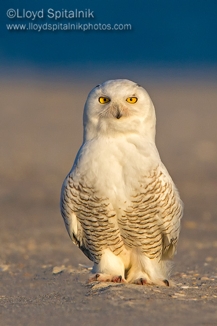 Snowy Owl 