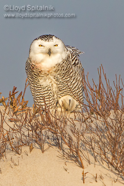 Snowy Owl (female)