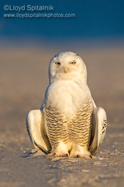 Snowy Owl 