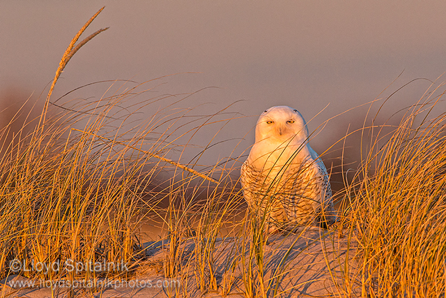 Snowy Owl 