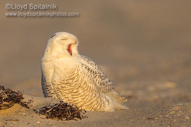 Snowy Owl 