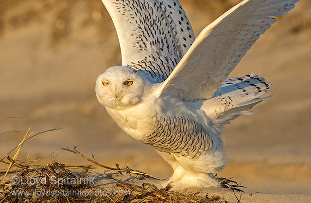 Snowy Owl