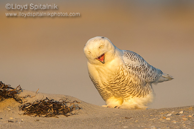 Snowy Owl