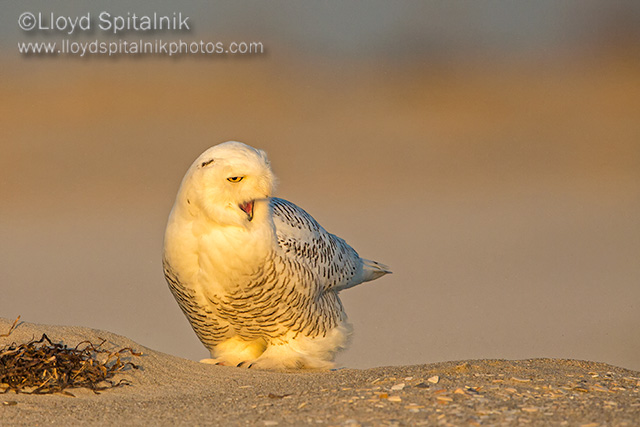 Snowy Owl