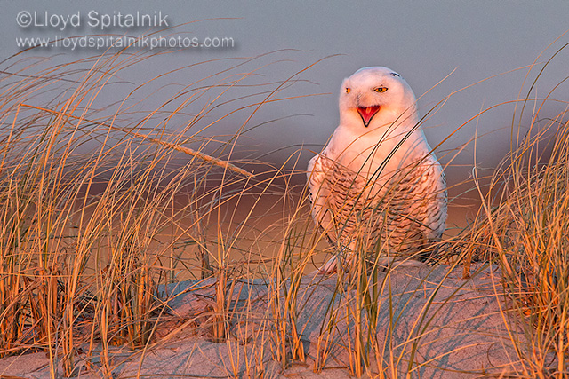 Snowy Owl