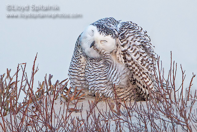 Snowy Owl (female)
