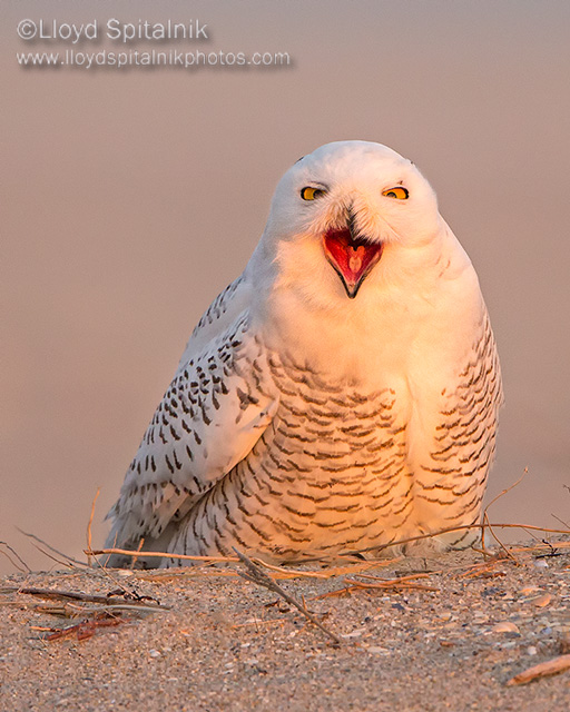 Snowy Owl