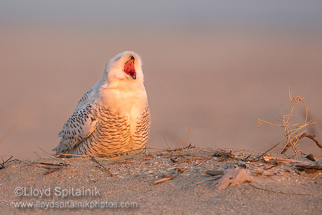 Snowy Owl