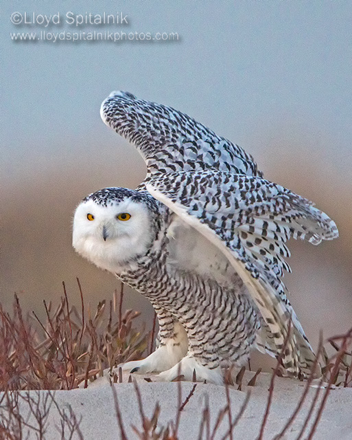 Snowy Owl (female)