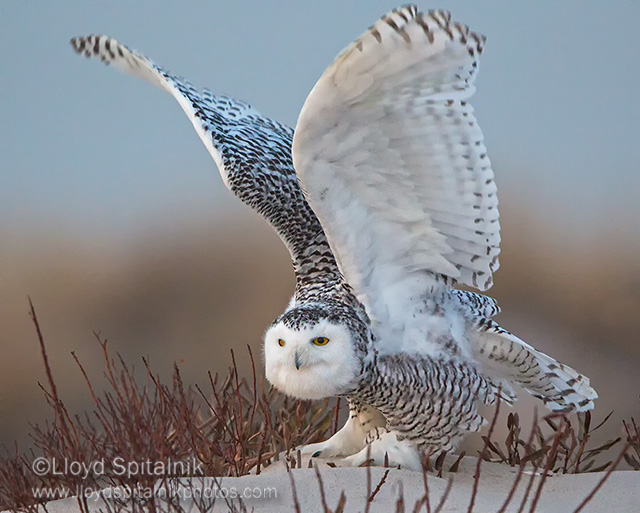 Snowy Owl (female)