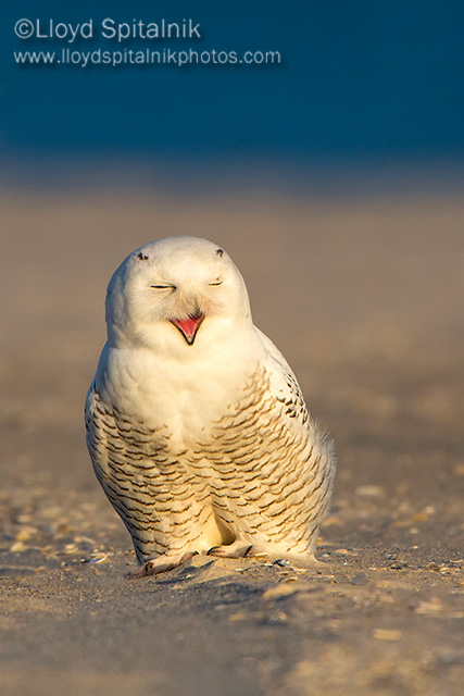 Snowy Owl