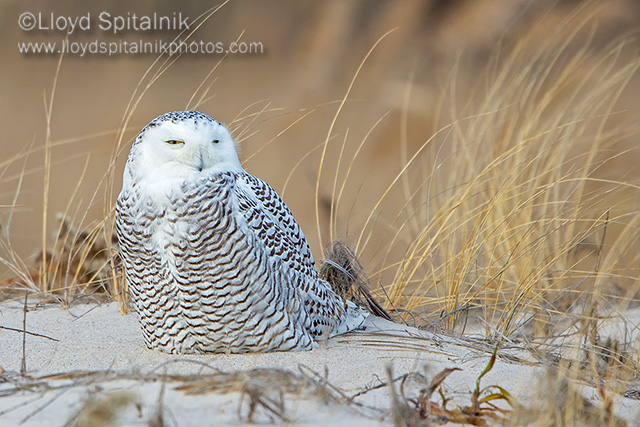Snowy Owl