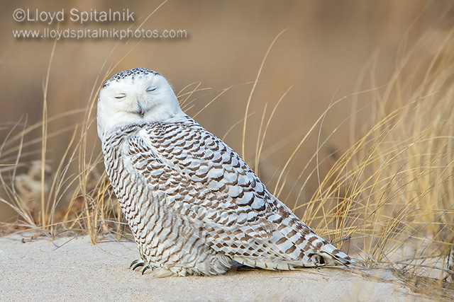 Snowy Owl