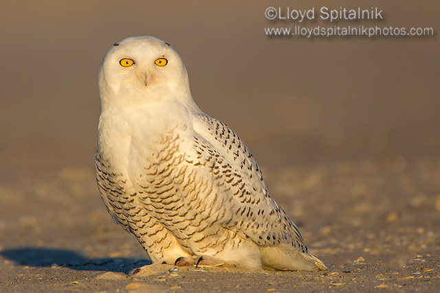 Snowy Owl