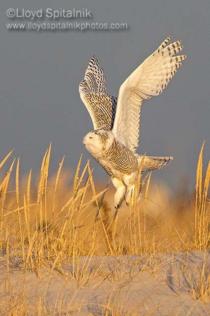 Snowy Owl