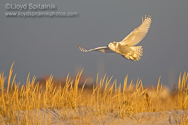 Snowy Owl
