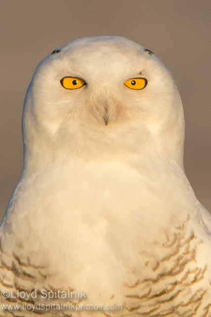 Snowy Owl