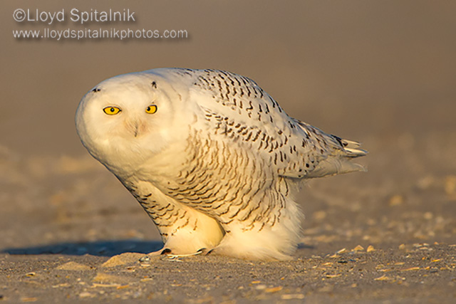 Snowy Owl