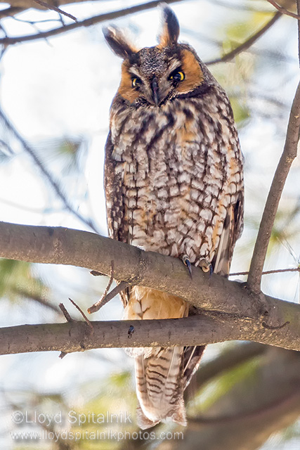 Long-eared Owl