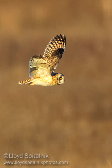 Short-eared Owl
