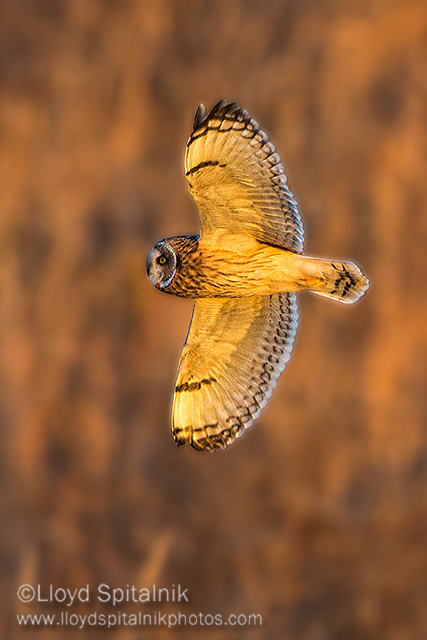 Short-eared Owl
