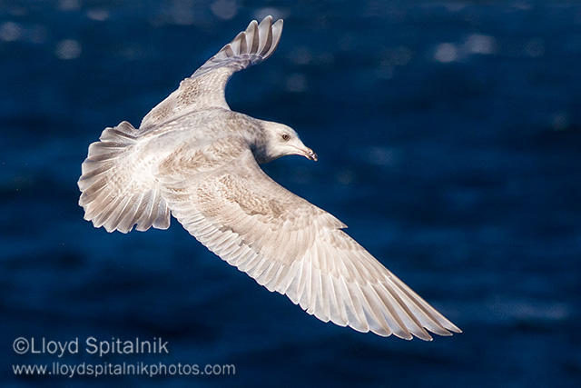 Iceland Gull (immature)
