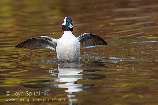 Bufflehead 