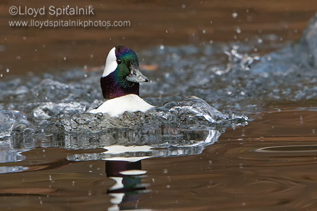 Bufflehead 