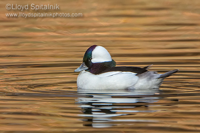 Bufflehead (male)