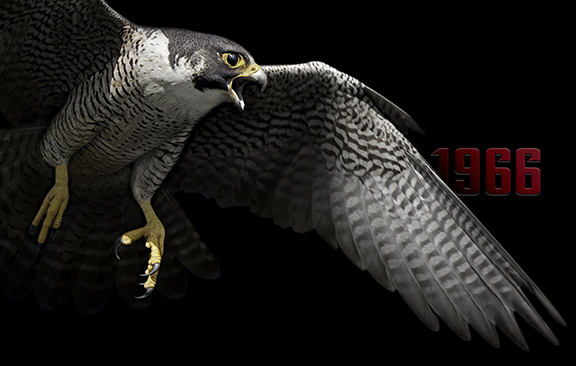 Peregrine Falcon