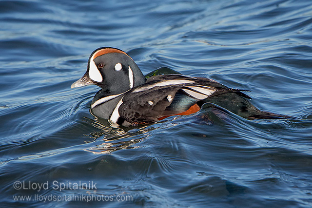 Harlequin Duck