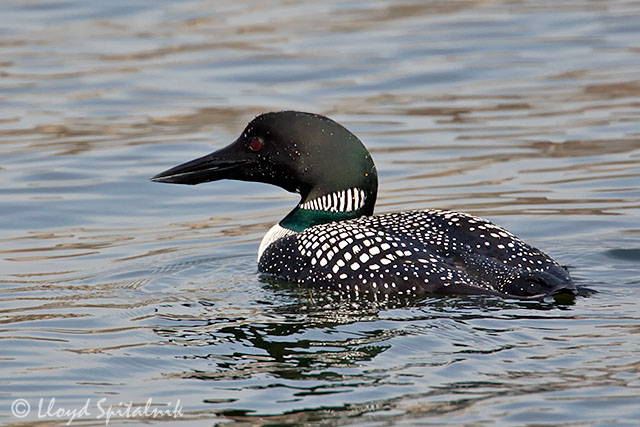 Common Loon