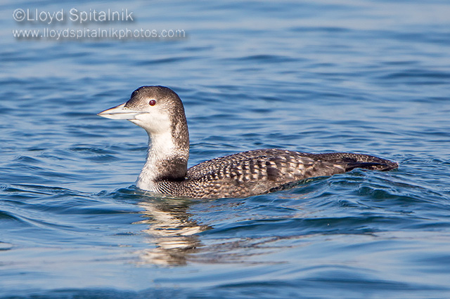 Common Loon