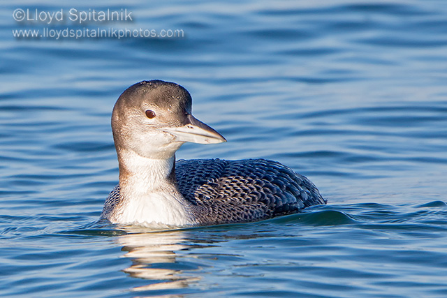 Common Loon (1st winter)