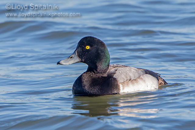 Greater Scaup