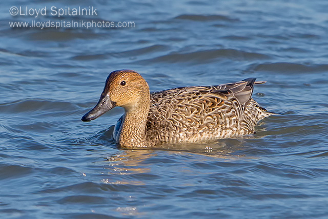 Northern Pintail (female)
