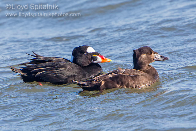 Surf Scoter 