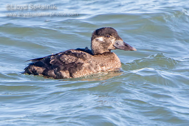 Surf Scoter 