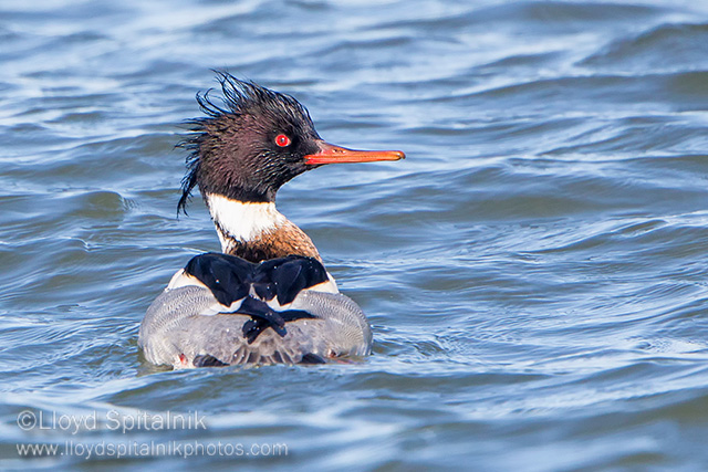 Red-breasted Merganser
