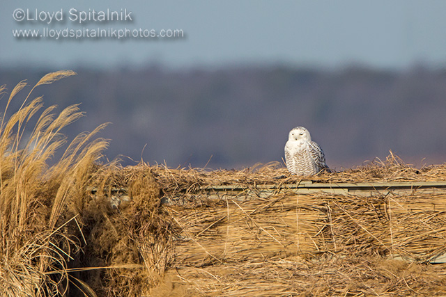 Snowy Owl