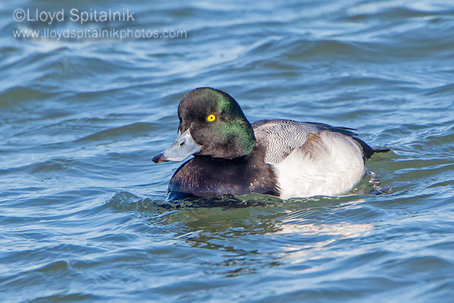 Greater Scaup