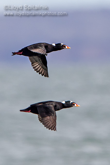 Surf Scoter 