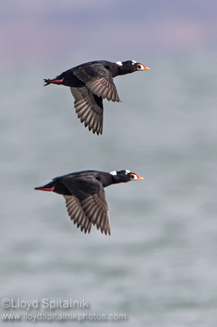 Surf Scoter 