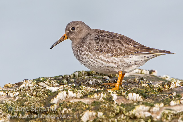 Purple Sandpiper