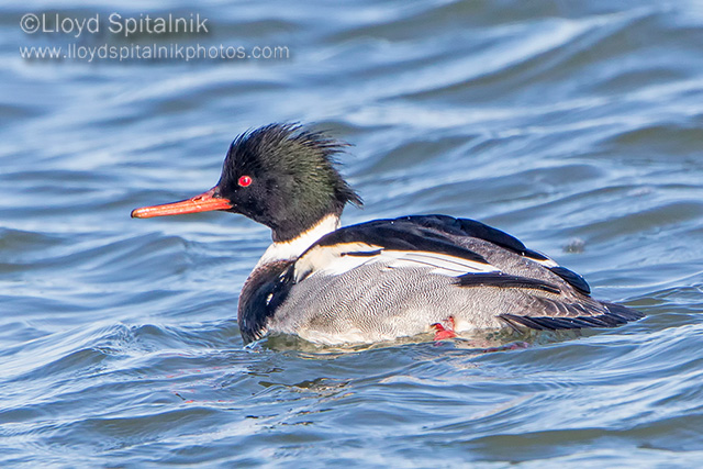 Red-breasted Merganser