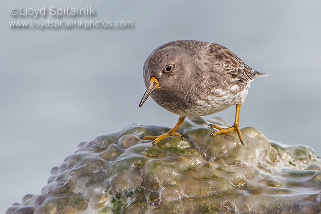 Purple Sandpiper