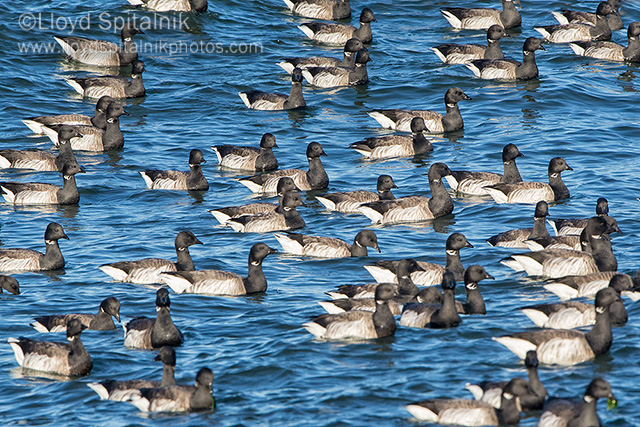 Brant