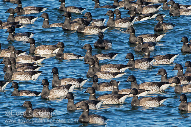 Brant