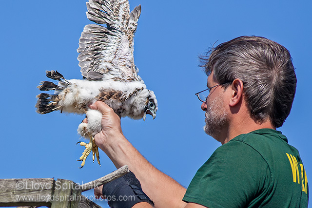 Peregrine Falcon 